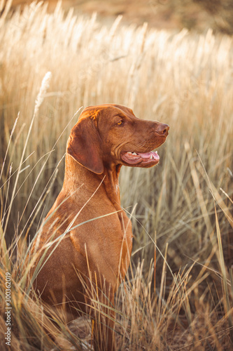 Vizsla red dog dry grass smiling