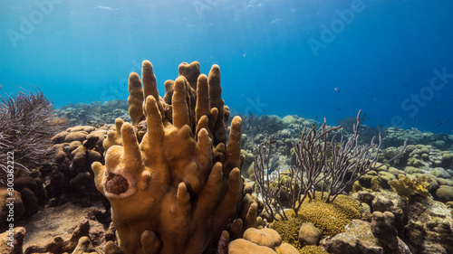 Seascape of coral reef in the Caribbean Sea around Curacao with Pillar Coral and sponge