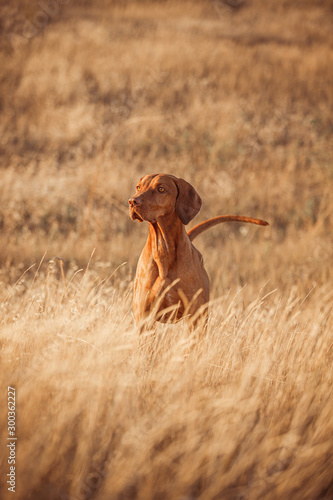 Vizsla red dog dry grass 