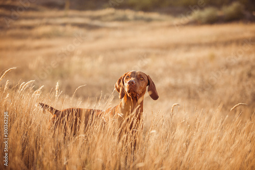 Vizsla red dog dry grass 