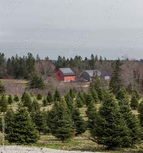 Christmas tree farm