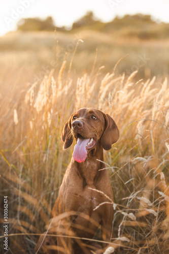 Vizsla red dog dry grass smiling sunset