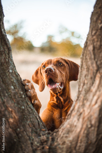 Red dog vizsla tree