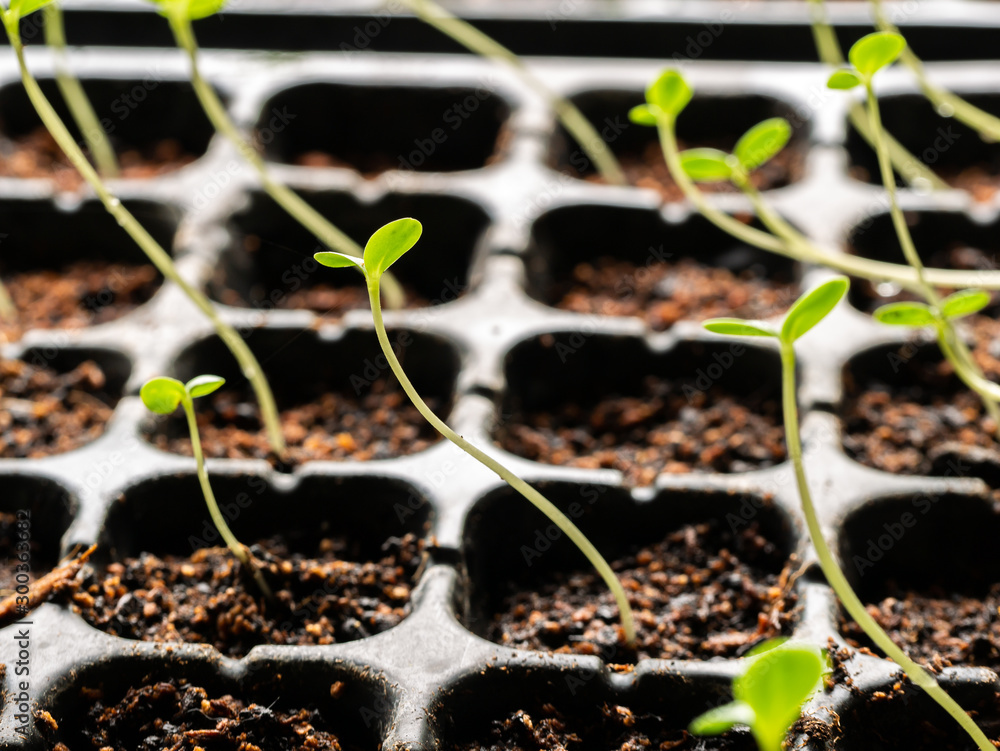 The Zinnia Planted by Seeds in a Seed Tray,Stretched into a Curve to Receive Light from The Outside The Zinnia Planted by Seeds in a Seed Tray,Stretched into a Curve to Receive Light from The Outside