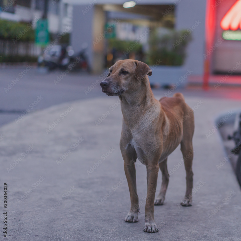 A dog waiting on sidewalk . A dog waiting on sidewalk .
