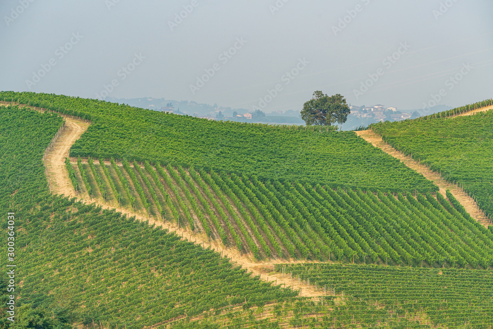 Green Italian vineyards in summer