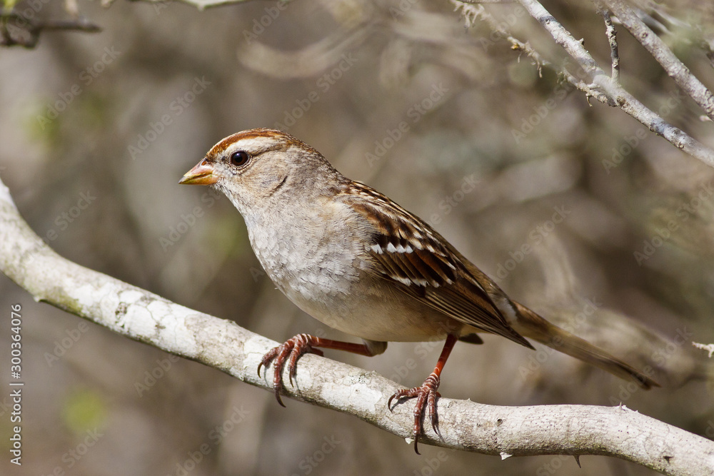 White-crowned Sparrow, Zonotrichia leucophrys White-crowned Sparrow, Zonotrichia leucophrys