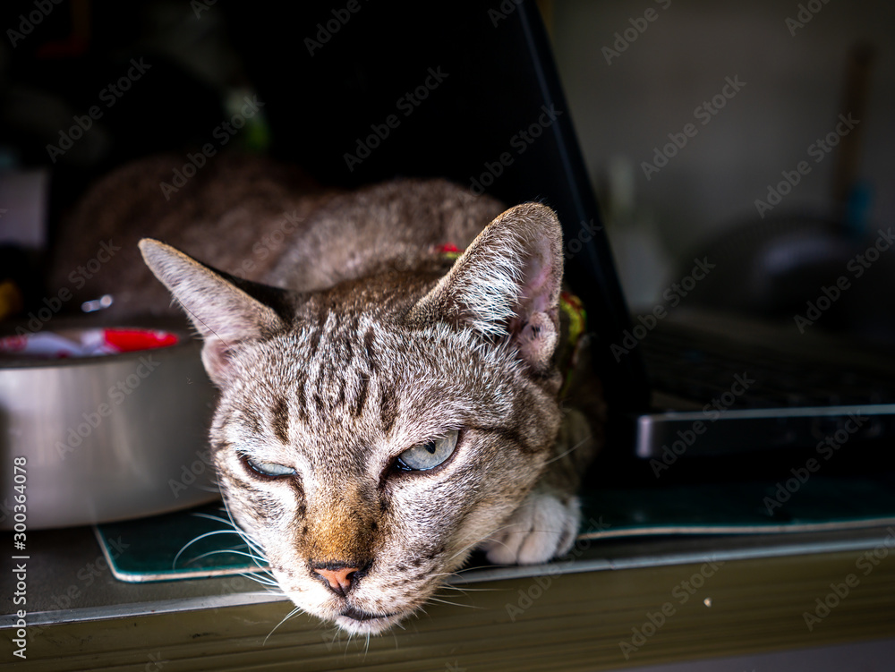 Tabby Cat Sleeping on The Desk