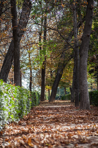 camino con árboles y hojas en otoño