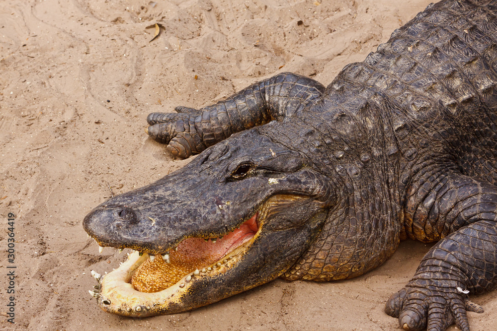 American Alligator, Alligator mississippiensis American Alligator, Alligator mississippiensis