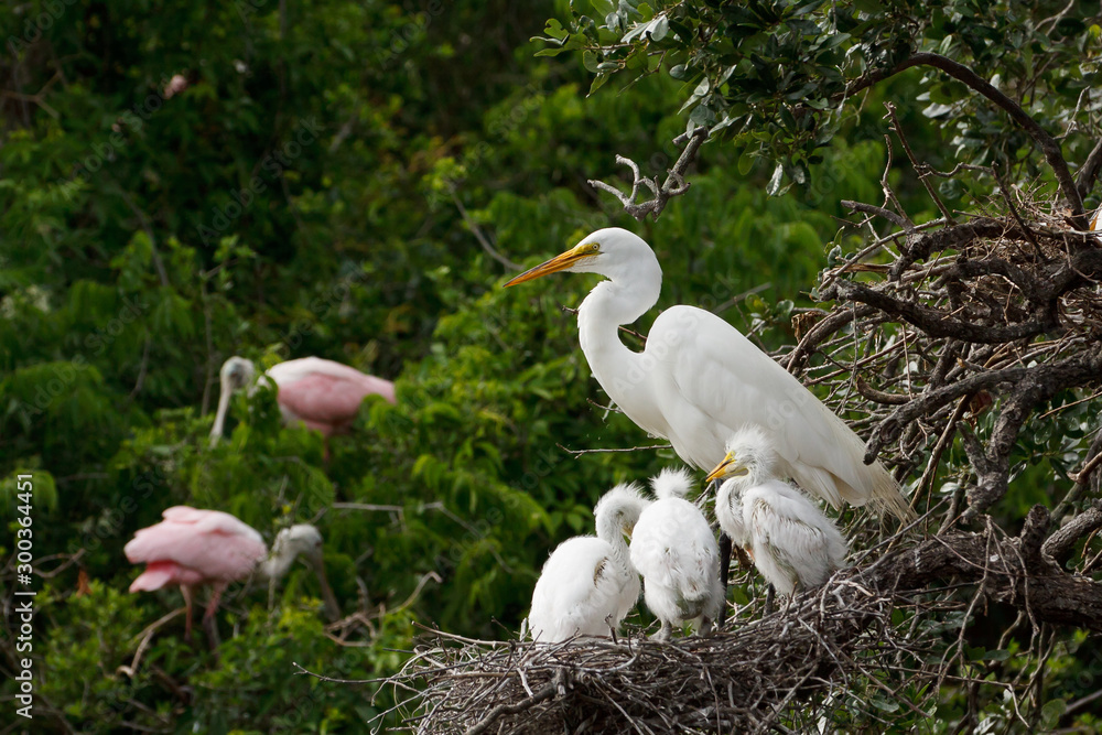 Obraz premium Great Egret nest with young chicks