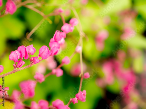 Bouquet of Pink Mexican Creeper Flowers Blooming