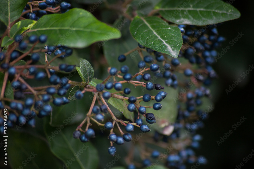 fruta morada fruta morada
