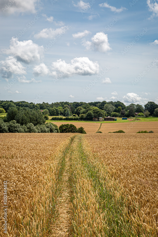 A pathway through a field of cereal crops in Sussex