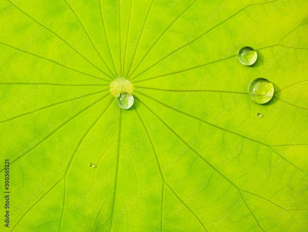 Water Rolling on The Lotus Worship Leaves