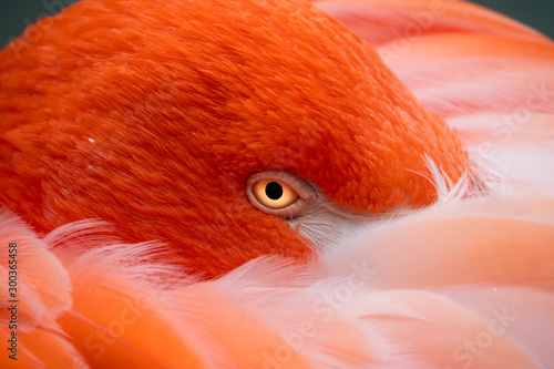 Roter Flamingo Makro Fokus Auge