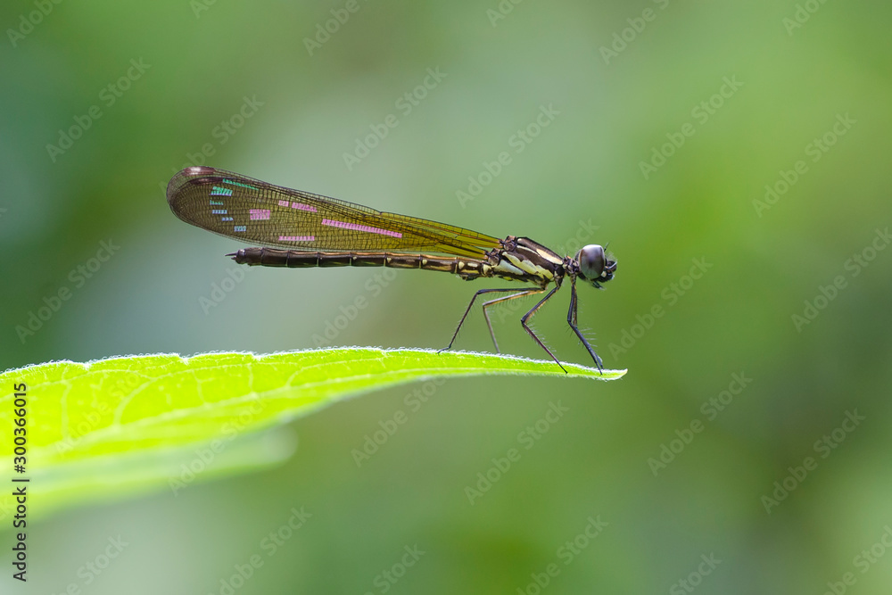 damselfly on leaf damselfly on leaf