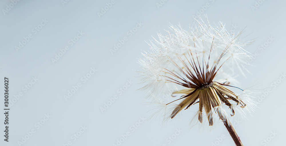 Silhouette of a dandelion. Large kozloborodnika flower on a light background. Selective focus