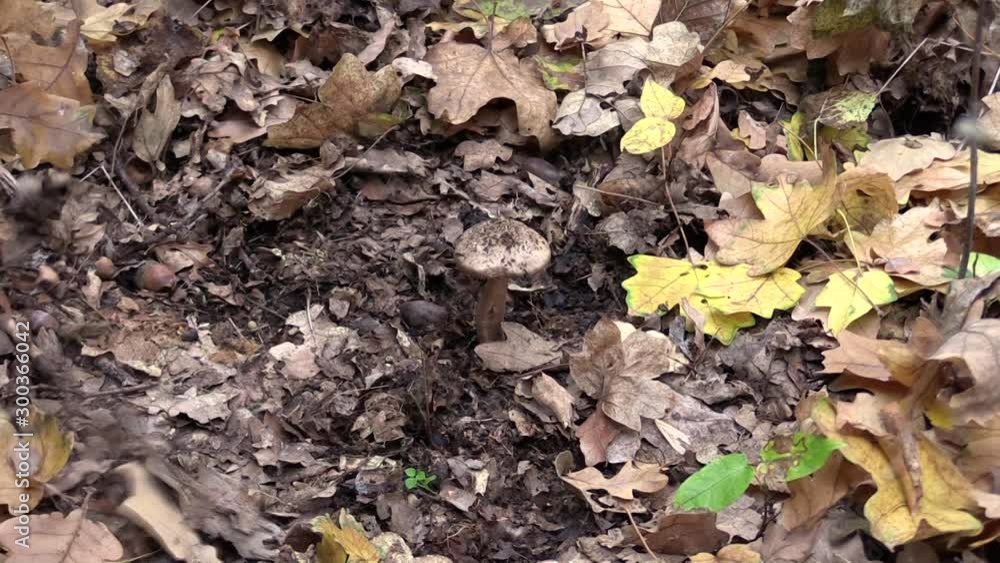 A mushroom picker digs up foliage and finds a mushroom. A mushroom picker digs up foliage and finds a mushroom.