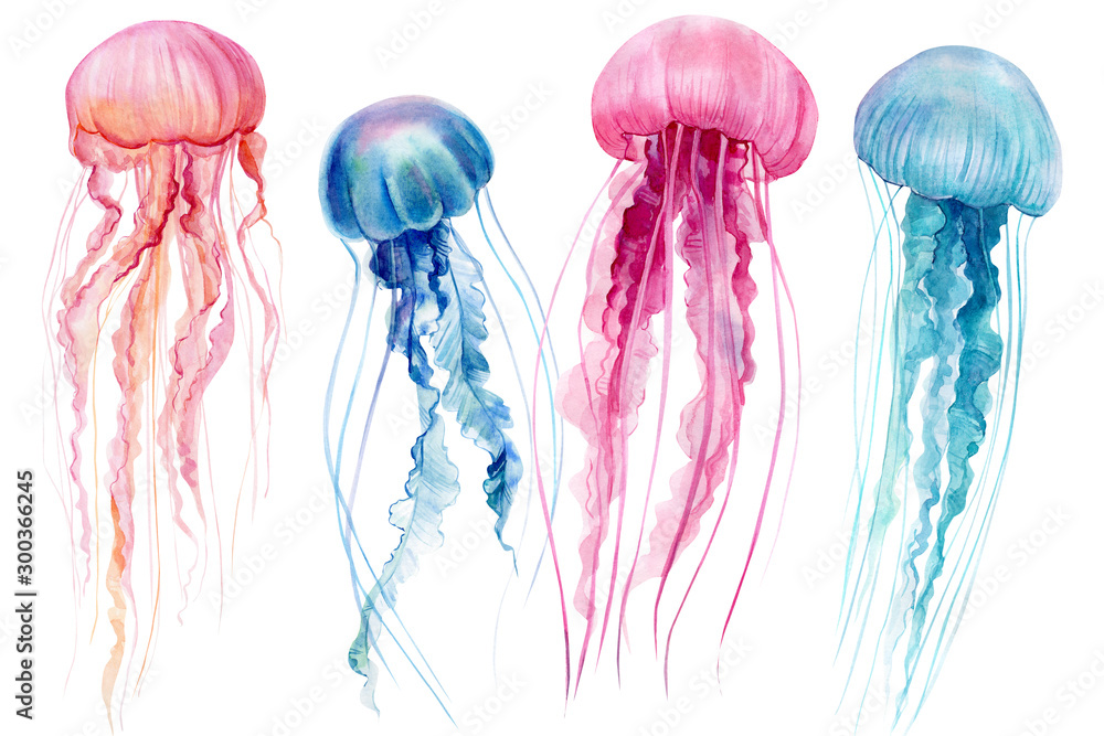 Obraz zestaw meduzy na na białym tle, akwarela, rysunek odręczny