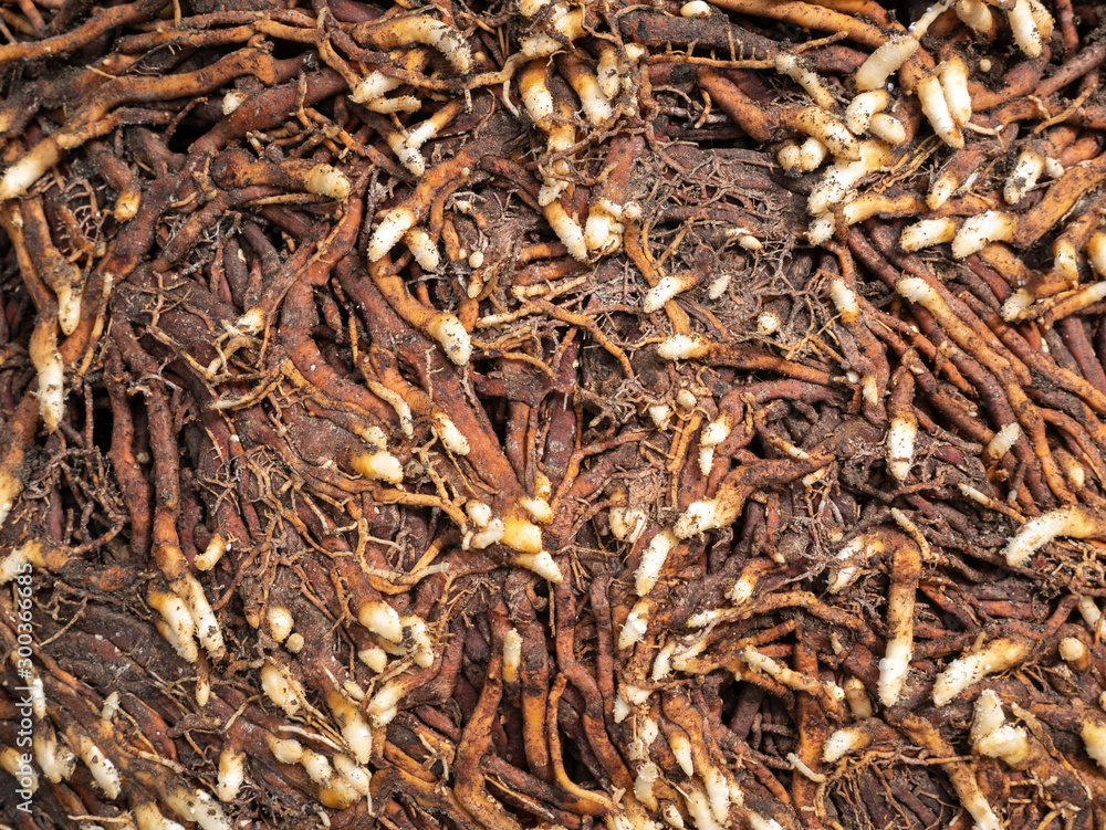 Pattern of Roots Spreading on The Ground Pattern of Roots Spreading on The Ground