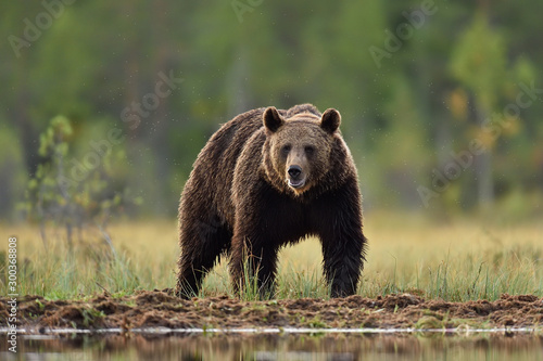European brown bear (Ursus arctos) at summer scenery