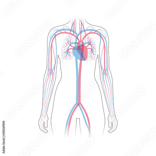circulatory system anatomy