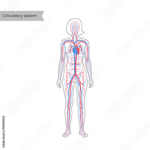 circulatory system anatomy