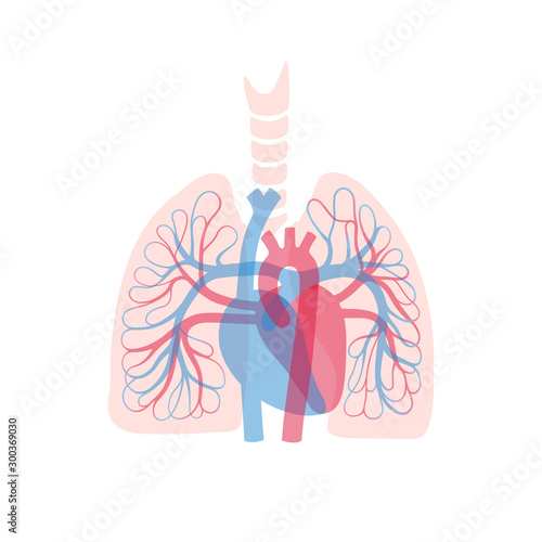 circulatory system anatomy
