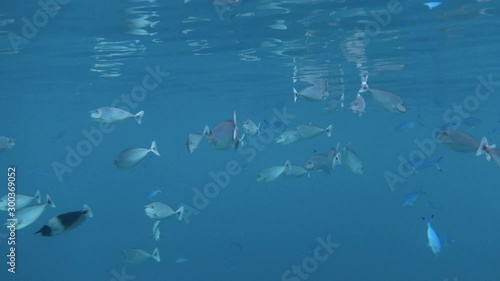 School of spotted unicornfish (Naso brevirostris) underwater. 4K photo