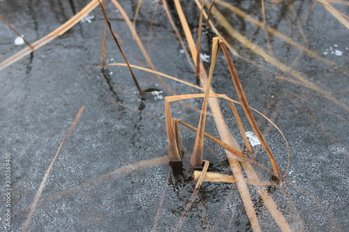 The reeds were frozen in ice, transparent dark ice