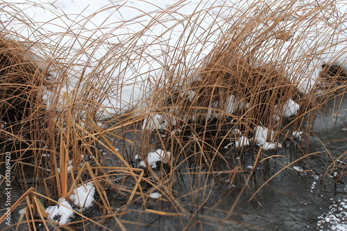 The reeds were frozen in ice, transparent dark ice