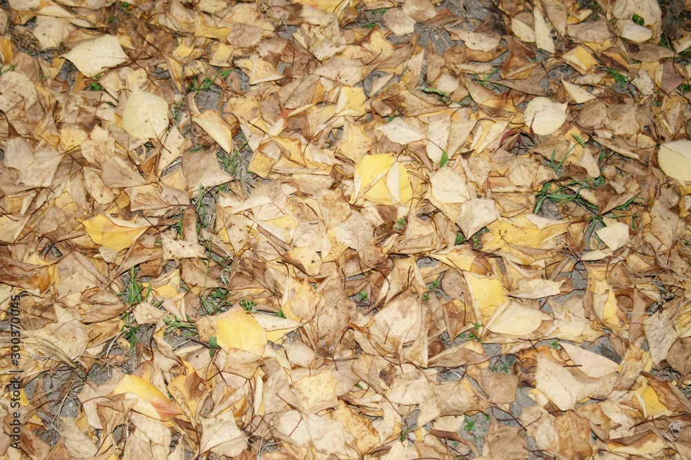 Autumn yellow leaves lying on the ground Autumn yellow leaves lying on the ground