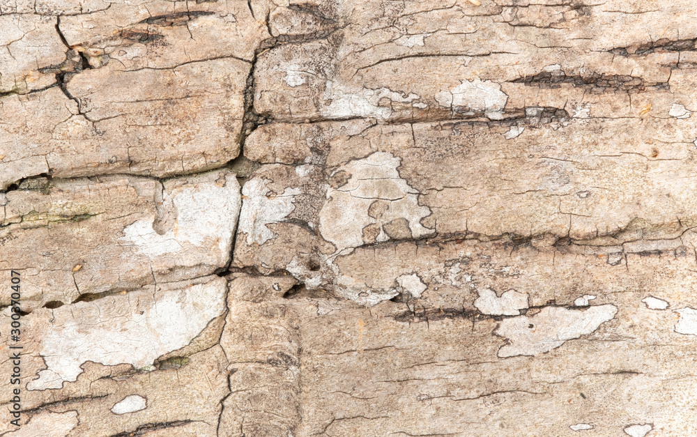 The outer shell of the tree,texture bark The outer shell of the tree,texture bark