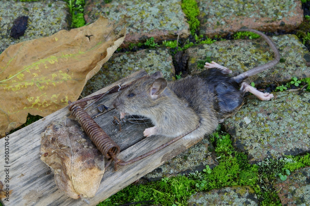 Rat In A Trap A Large Gray Rat Killed In A Trap Of A Large