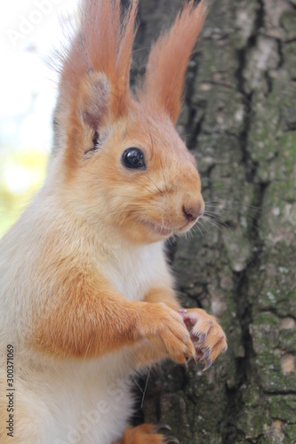  squirrel on a tree, squirrel eating a nut © Олег Тимофеенко