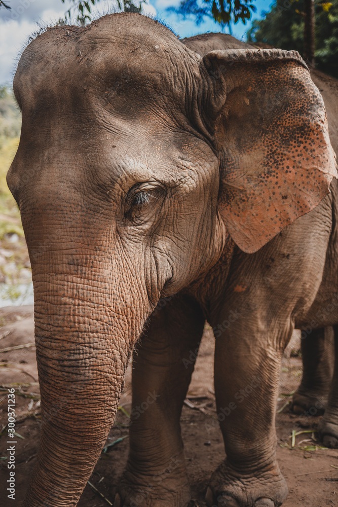 Fototapeta premium elephant in chiang mai Thailand Elephant Sanctuary