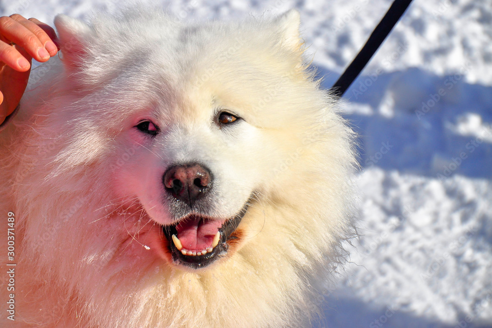 Fototapeta premium Detail picture of samoyed head. The Samoyed is a breed of large herding dog, from the spitz group. It takes its name from the Samoyedic peoples of Siberia. Winter freezing weather. 