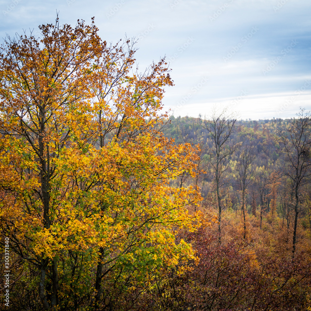 Autumn colours in the forest of Leithagebirge in Burgenland Autumn colours in the forest of Leithagebirge in Burgenland