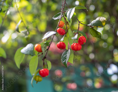 closeup of a branch with fresh pitangas / suriname cherry / brazilian cherry / cayenne cherry and blurred background in a sunny day and blue sky