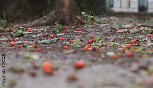 fallen red fruits of a pitanga tree lying on the ground with blur effect