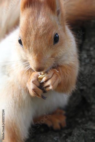  squirrel on a tree, squirrel eating a nut