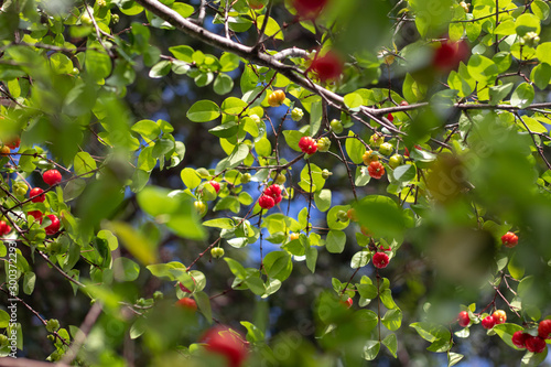 branches with fresh pitangas / suriname cherry / brazilian cherry / cayenne cherry and blurred background in a sunny day and blue sky