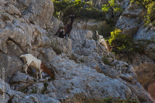 cabra montensa en Ruta del Cares, León, España