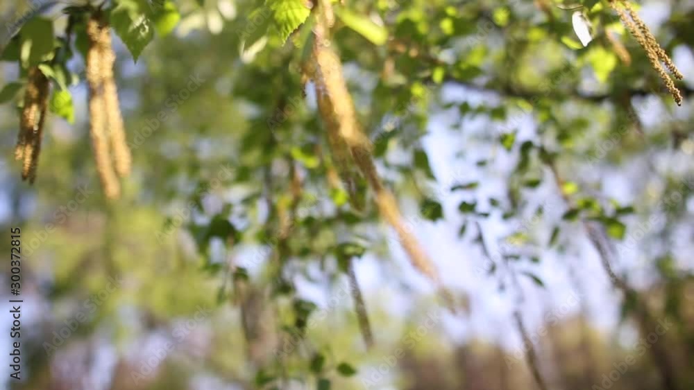 Spring scene with blooming birch buds and tender green leaves swaying on a wind against warm sun light Spring scene with blooming birch buds and tender green leaves swaying on a wind against warm sun light