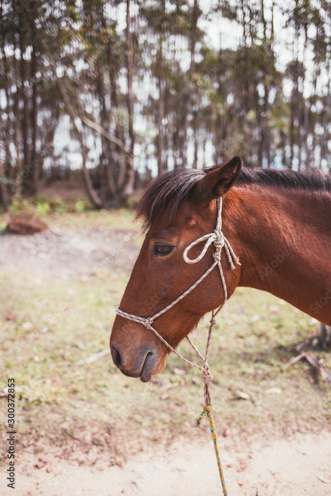 Obraz premium portrait of a horse