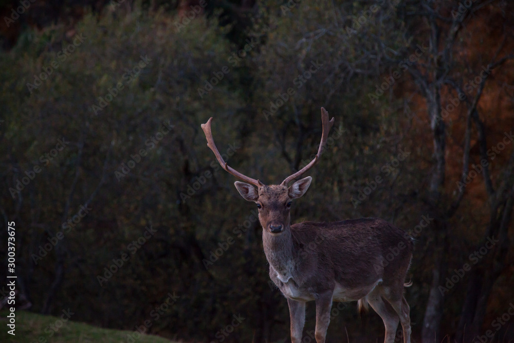Fototapeta premium Ciervo