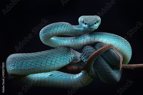 Canvas Print Blue viper Insularis