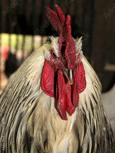 Portrait de coq photo