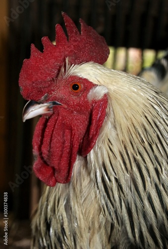 Portrait de coq photo